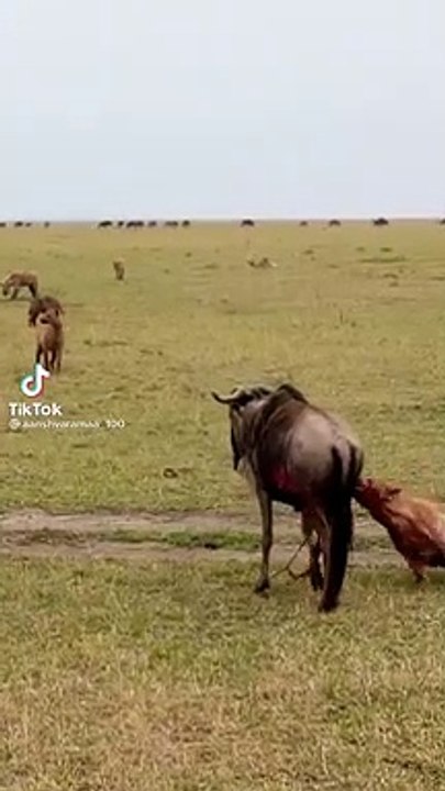 Lion Attacks: What You Need to Know