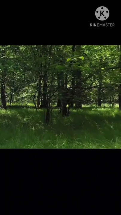 Forest meditation #forest