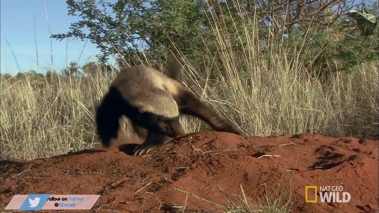 Badger versus Scorpion