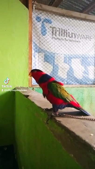 Kaka Urip marah marah