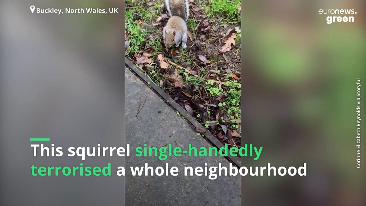 Vicious squirrel attacks and injures residents in a Welsh town