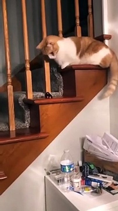 #cat #cute #fyp #cutecat #fyp