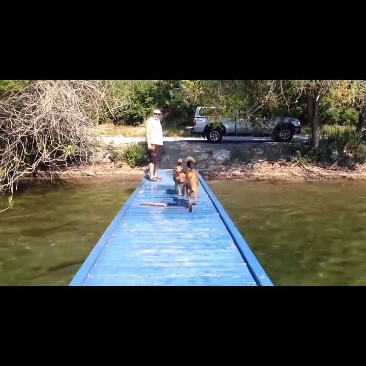 hewan hewan lucu, kucing lucu, anjing lucu