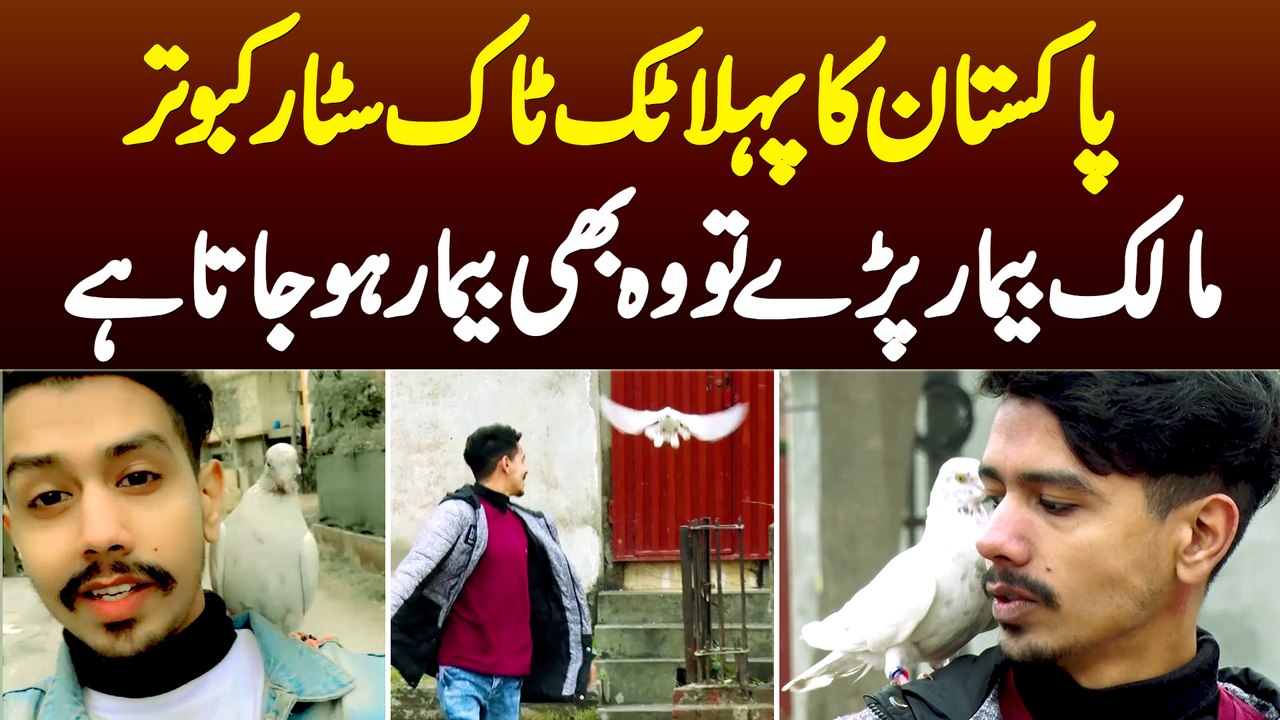Pakistan Ka Pehla Tiktok Star Pigeon - Malik Bimar Ho Tou Kabootar Bhi Bimar Ho Jata Hai