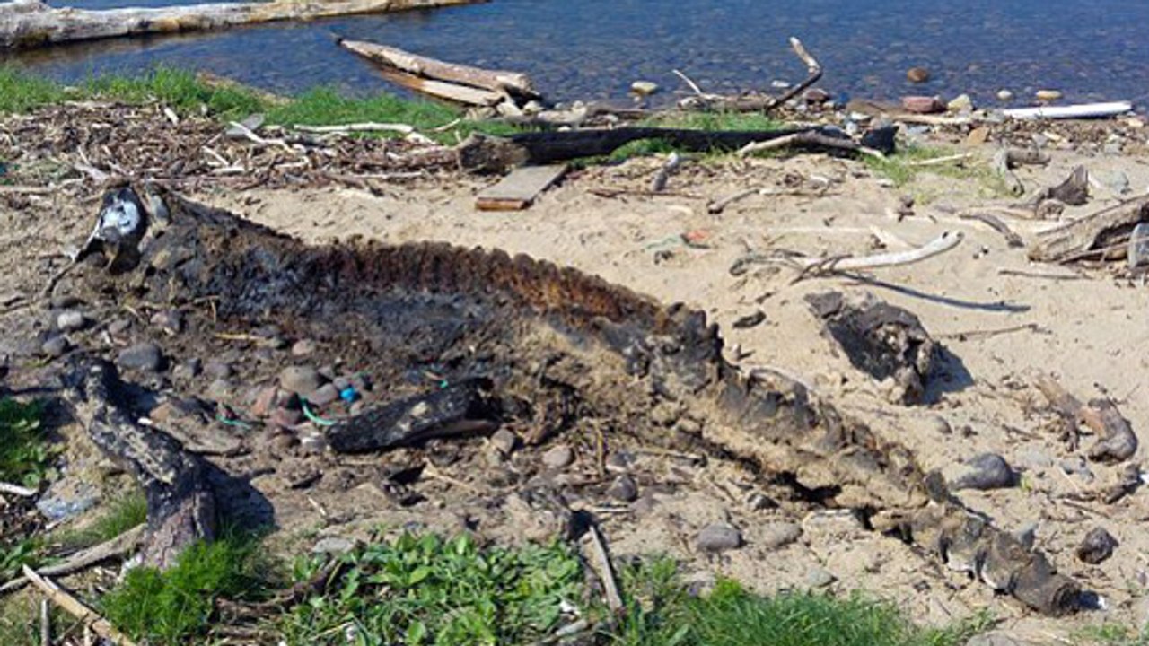 Un mystérieux "monstre marin" échoué au Royaume-Uni intrigue le web