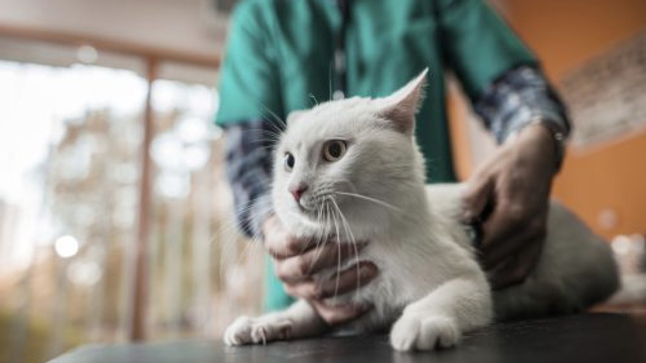 Vétérinaire : Découvrez Ron, l'adorable chat-thérapeute pour animaux !