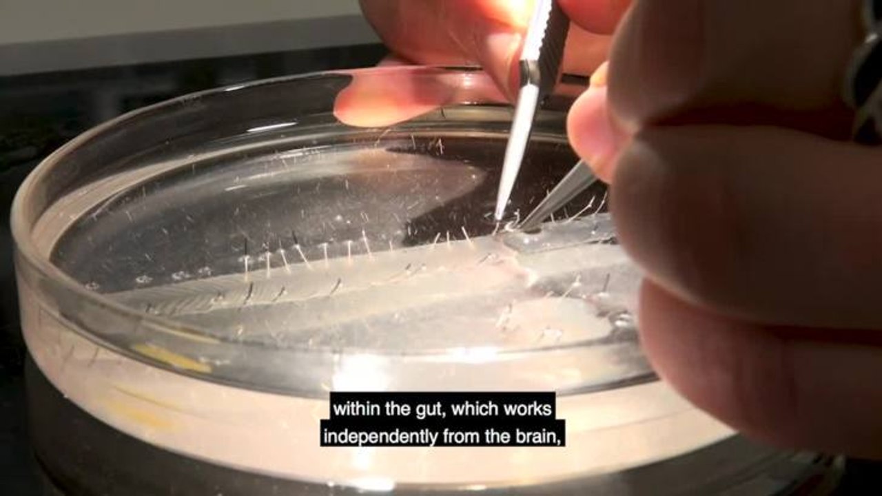 Cracking the Colon Code 2