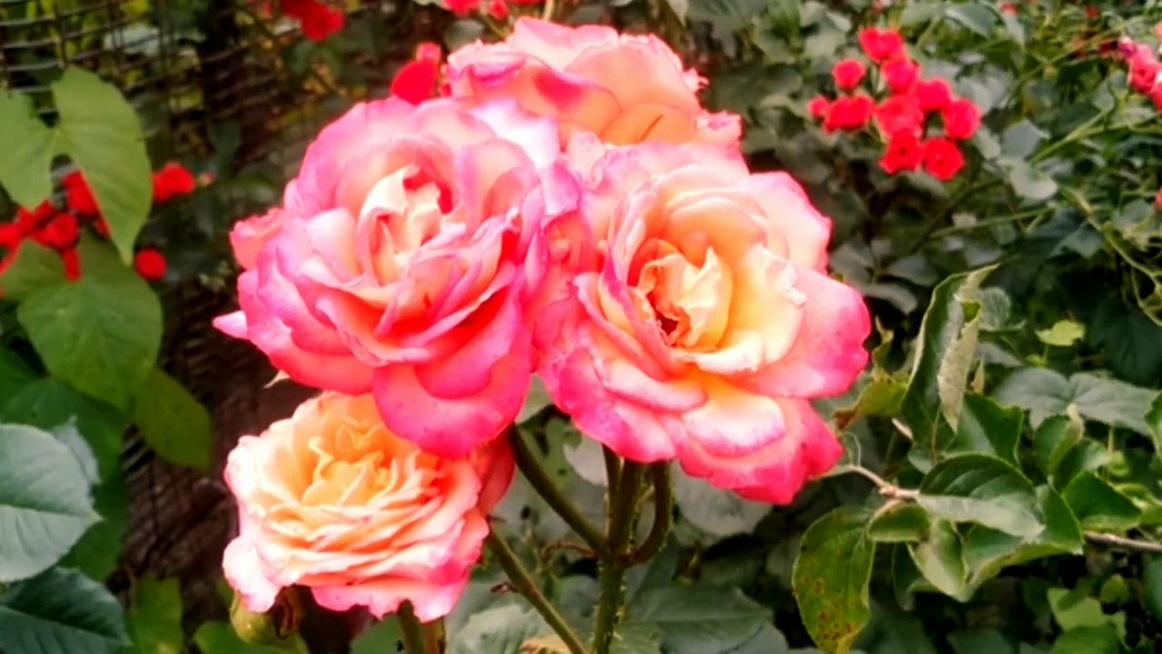 Beautiful Relaxing Music, Stress Relief Music, Study Music, Calm Music, Relax Music, Sleeping Music