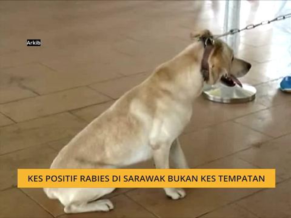 Kes positif Rabies di Sarawak bukan kes tempatan