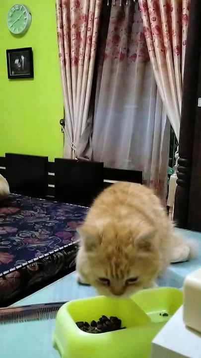 Si Meong lagi maem dulu ya.