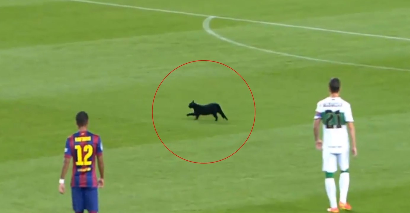 Un chat noir s'invite au Camp Nou lors de Barcelone - Elche