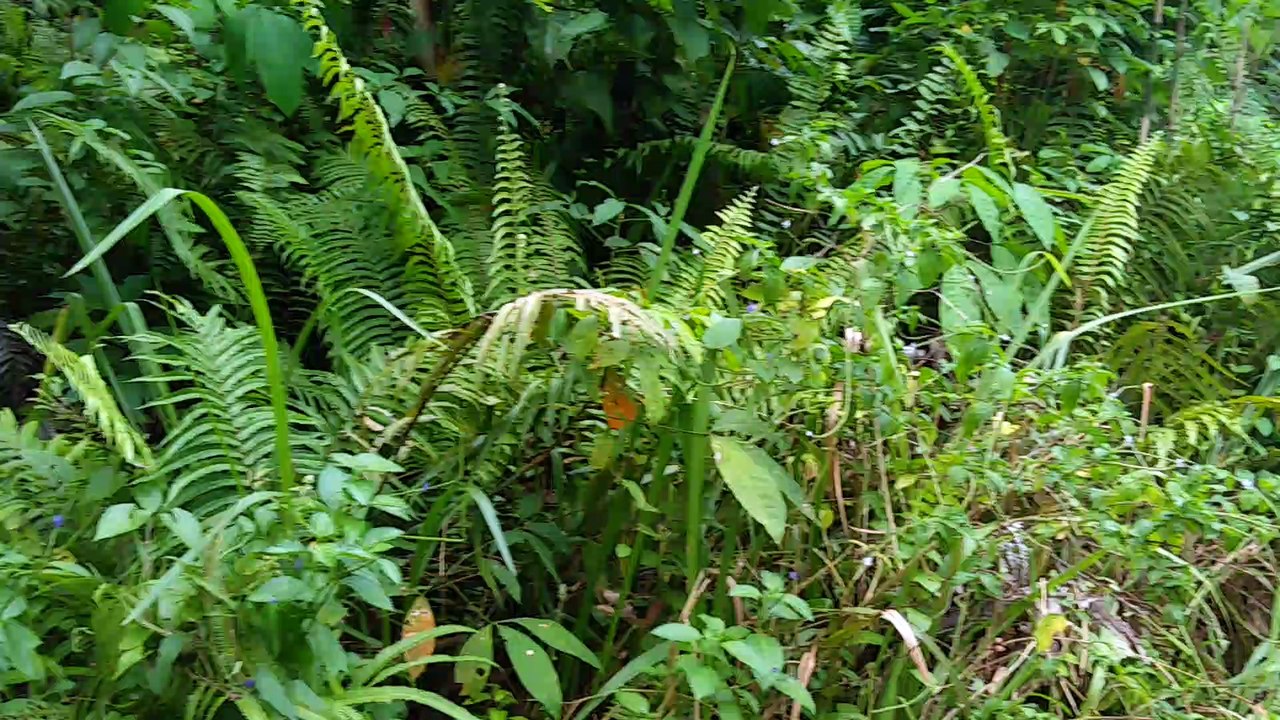 Adventure in village in Indonesia