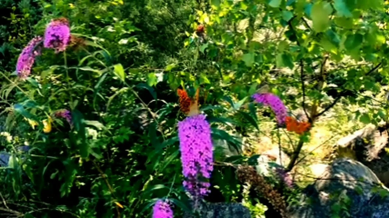 Beautiful Relaxing Music, Stress Relief Music, Happy Music, Relax Music, Sleeping Music, Calm Music,