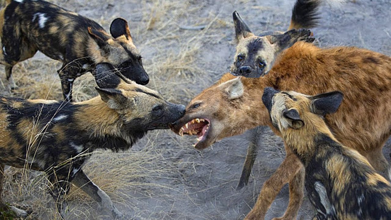 how many dog can beat a a wild  lion and hyena  and eat them ? see to watch