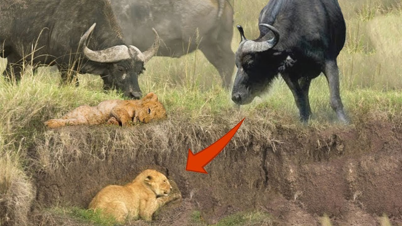 the most unbelievable sightings that taken in 2022, can buffalo feel sympathy with lion?