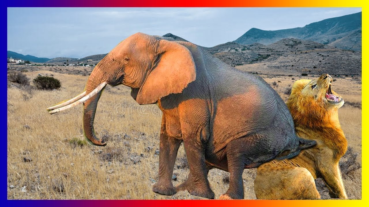 what would a mother elephant do protecting her babies from a lion !? lion remoras