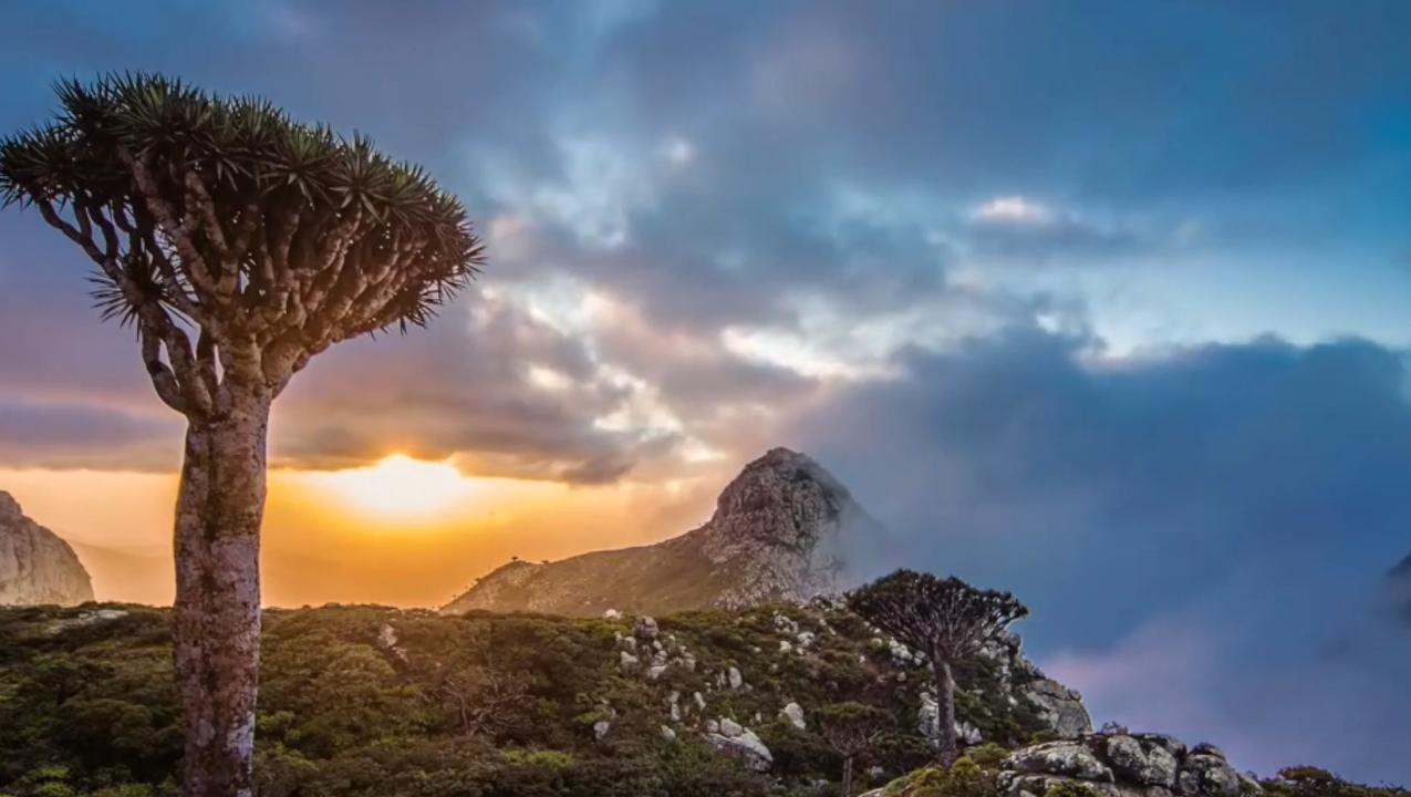 Socotra, l'île mystérieuse
