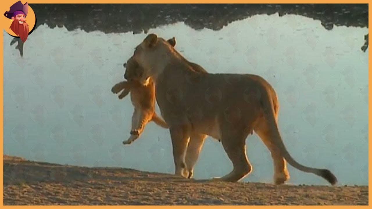 see what will happen to this lion cubs when they disobey their mother