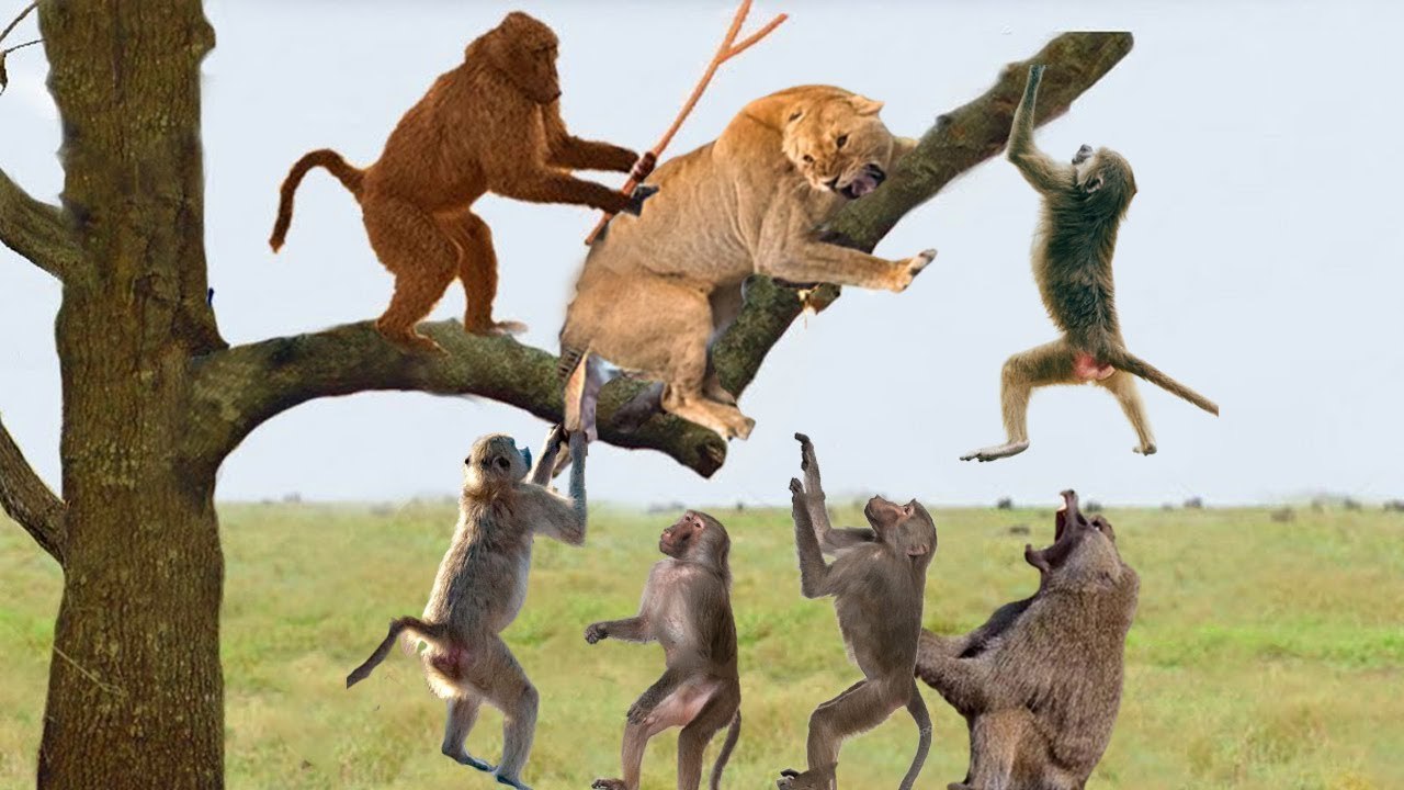 Lion VS Baboons, a whole family of baboon took a revenge  from lion , he killed their son!