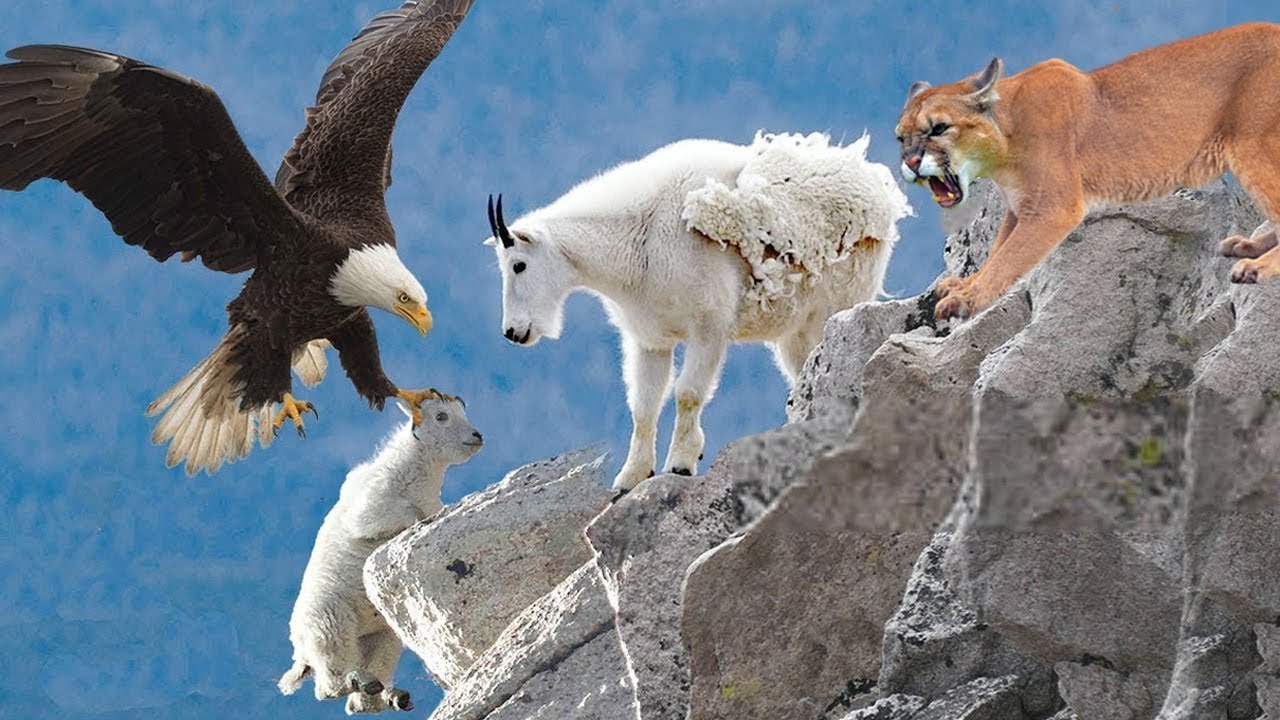 rare scene, those baby goats were kidnapped by this Eagle ,but their mother was there!