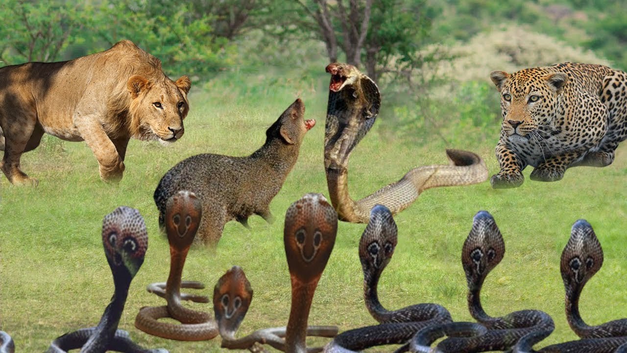 the most dangerous scene you would see, this mongoose fought  Leopard, Lion, Snakes to save his life