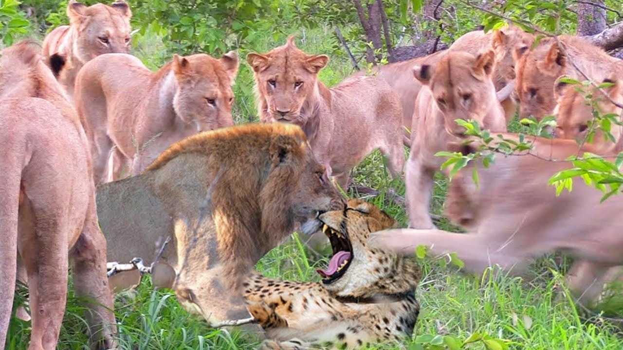 very touchy scene, Mother tiger risk with her self to save her babies from a lion attack