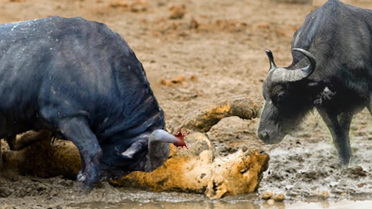 clumsy lion got attacked by those  brave buffaloes, you will not imagine the reason!