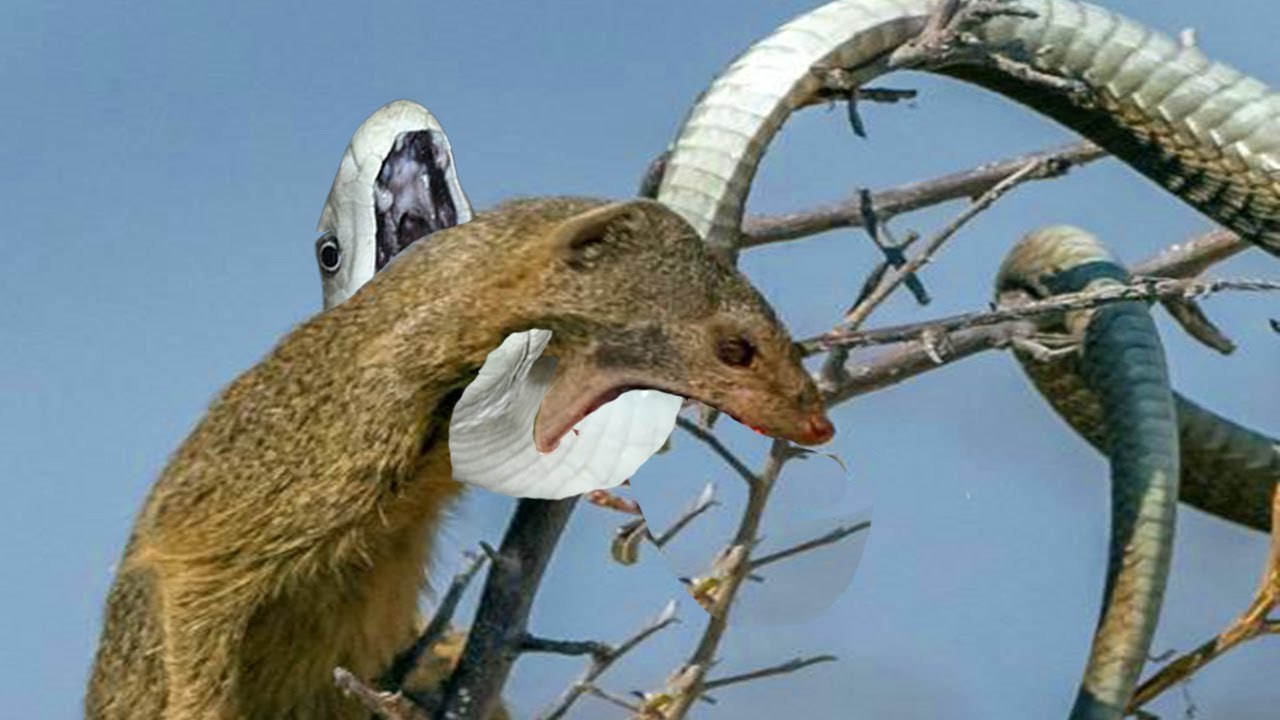 the dangerous snake got attacked by Mongoose! how can this small animal beat this deadly creature!