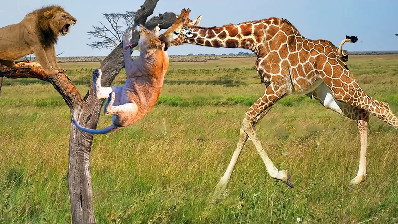 Angry Giraffe VS King lion !, see what made this Cute animal attacks the king lion!