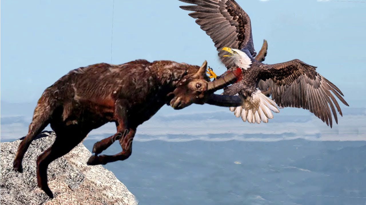 Arrogate Eagle VS  Mountain Goat, can you imagine the kind goat defeated the Glorious Bird?!