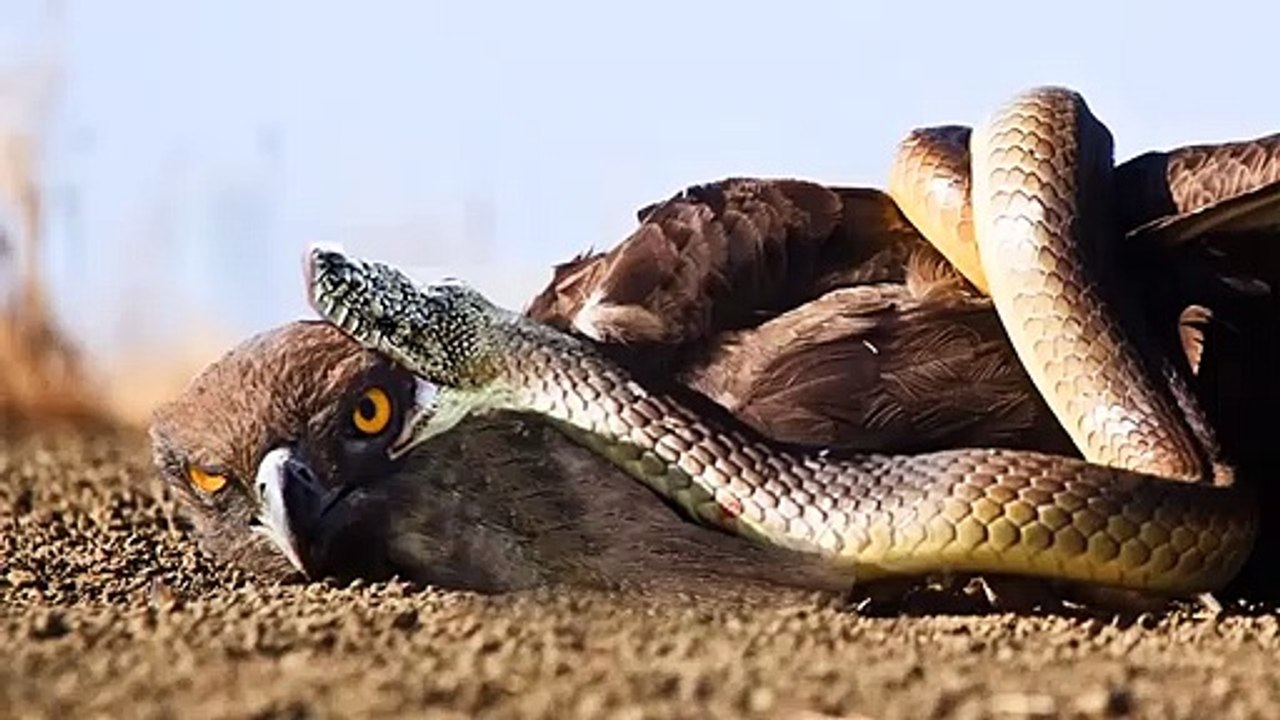 Venomous Snake VS an Eagle , see how this snake took over this Eagle