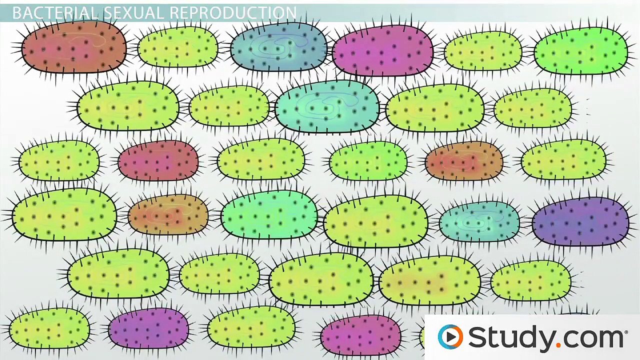 Bacterial Transformation- Definition, Process & Applications