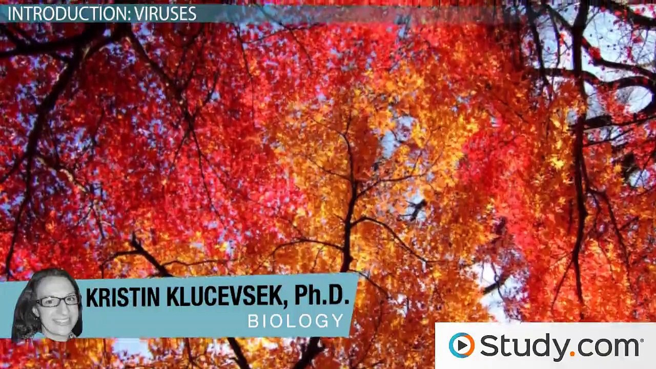 Viruses- Bacteriophage Lytic and Lysogenic Cycles