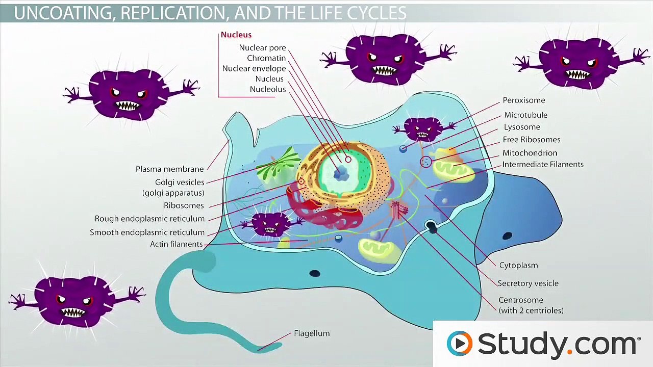 The Life Cycle of a Virus- How Viruses Live, Attack & Replicate
