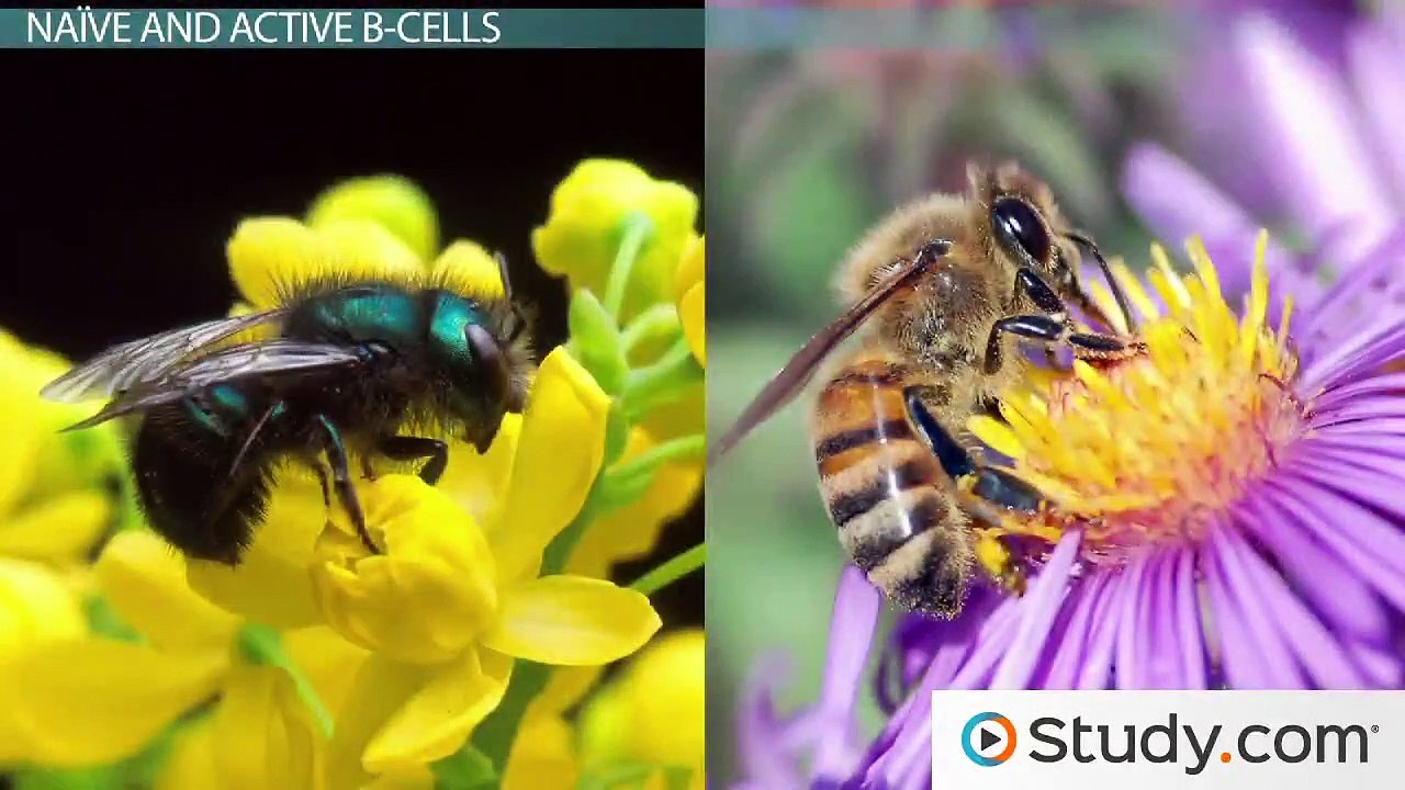 What Are B Cells- - Function and Types