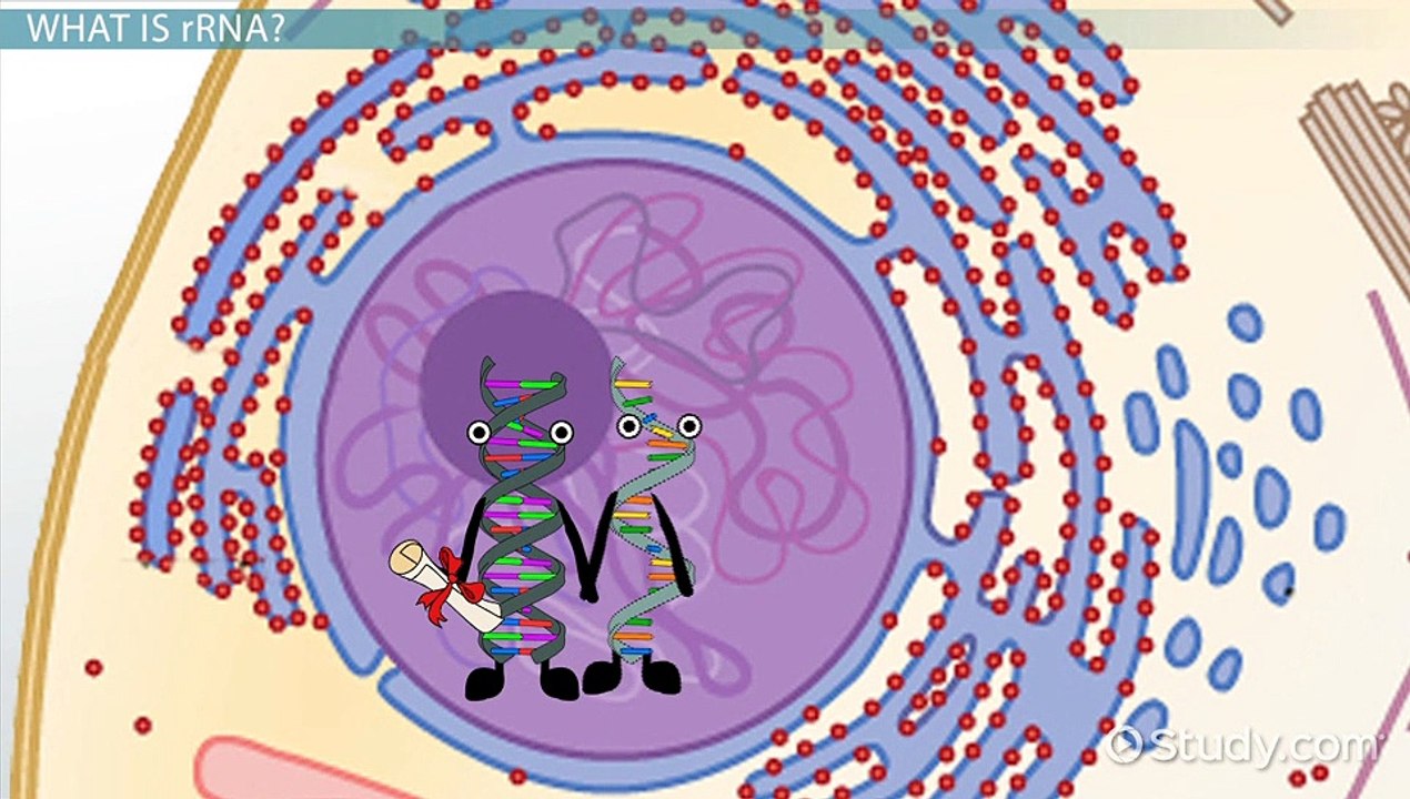 tRNA- Role, Function & Synthesis -