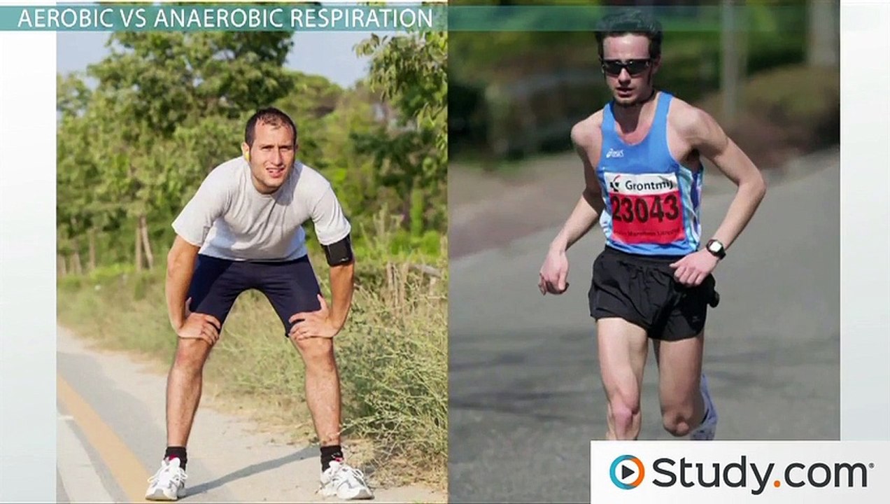 Cellular Respiration- Energy Transfer in Cells