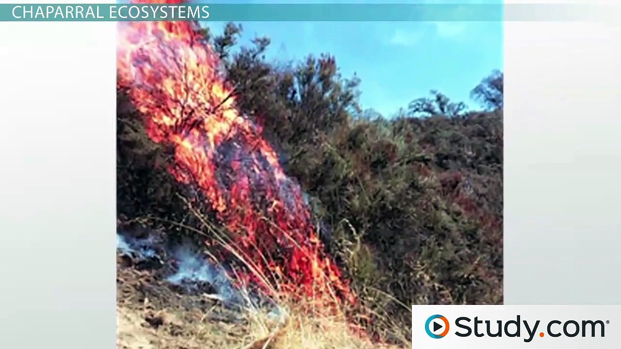 Ecological Succession- From Pioneer to Climax Communities