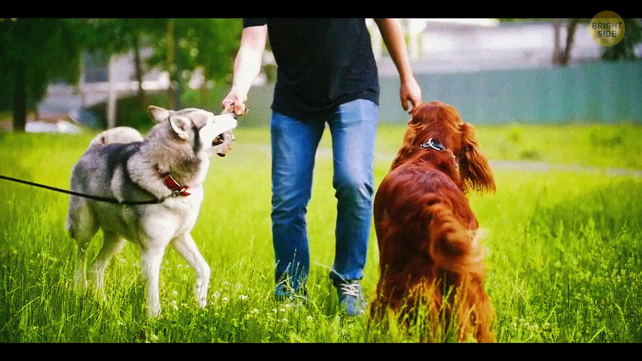 The Right Way to Trim Your Dog's Nails at Home