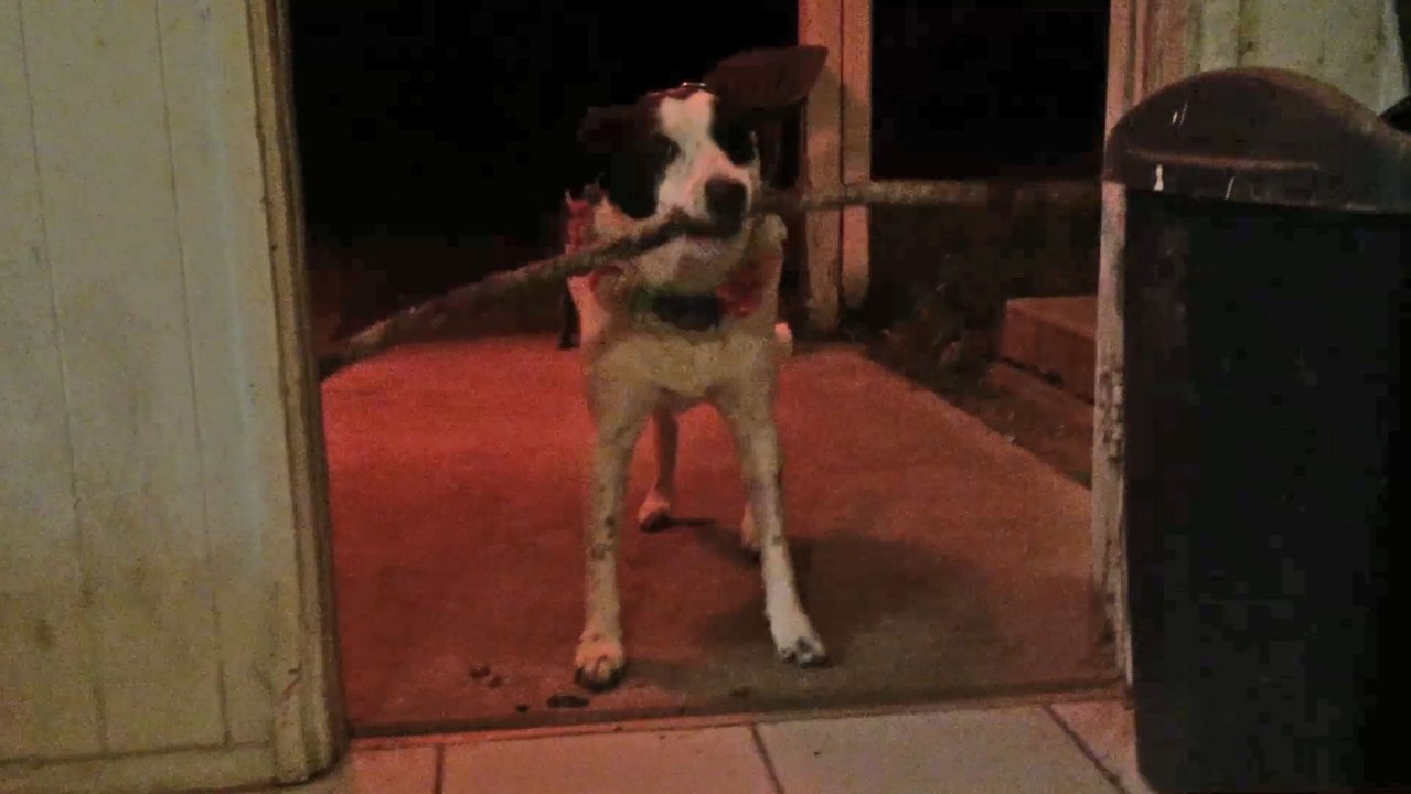 Dog Hilariously Struggles To Fit Stick Through Door | Wild-ish TV