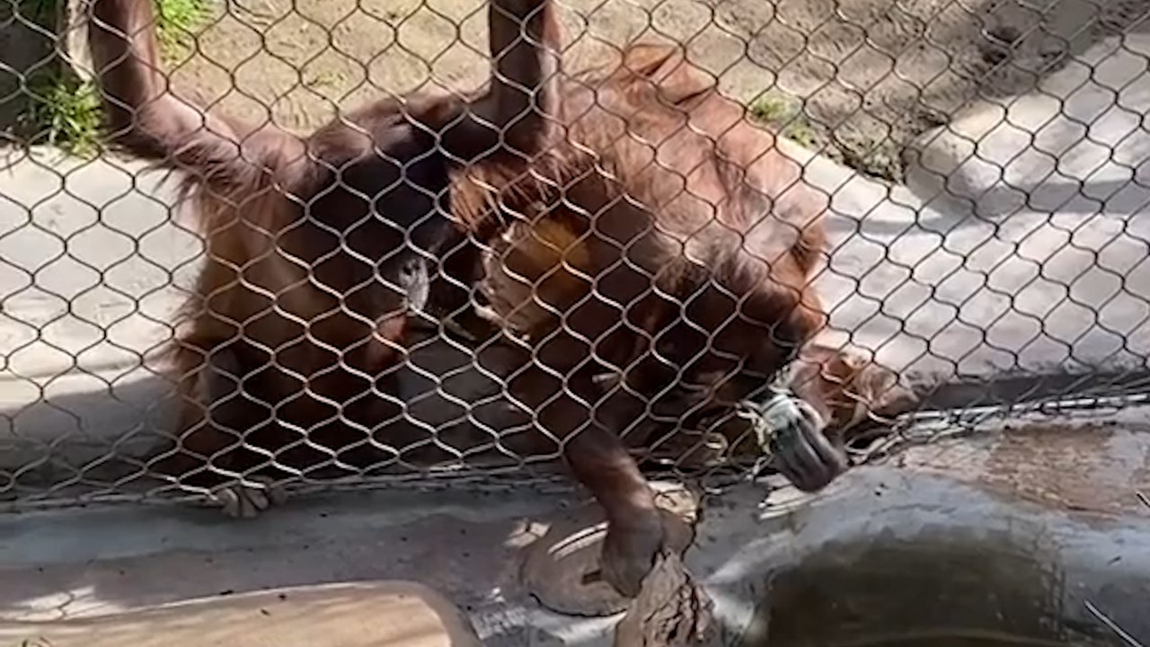CLEVER Orangutan retrieves kid's dropped bottle!