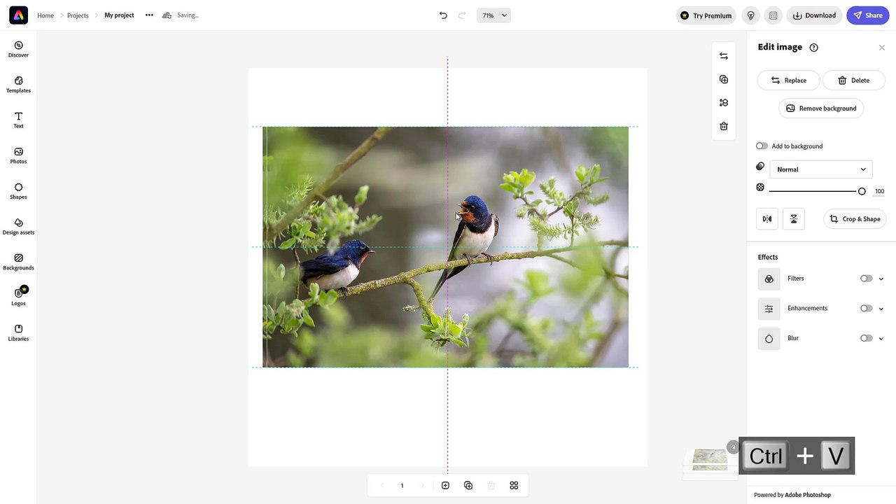 Adobe Express Course Section 12 Image Blur Effect