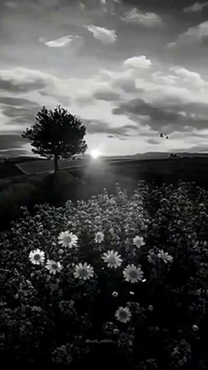 Aesthetic view of moon and birds relaxing #aesthetic song#lofi vibes#aesthetic vibes