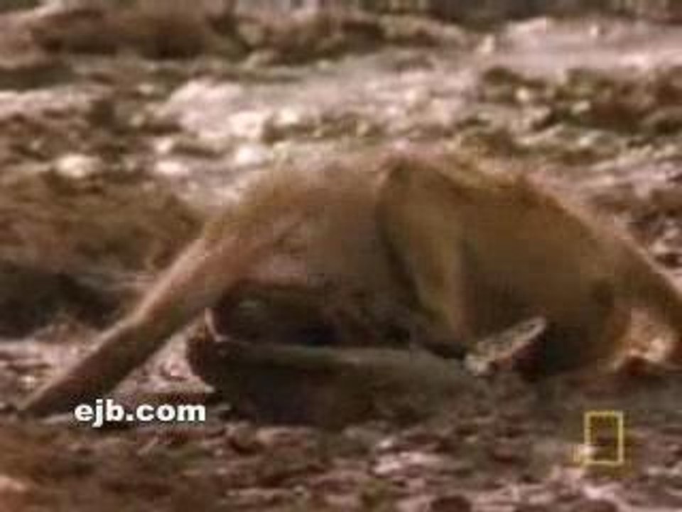 Baboon versus Crocodile