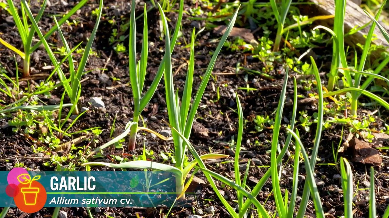 Gardening Australia episode 16 2023