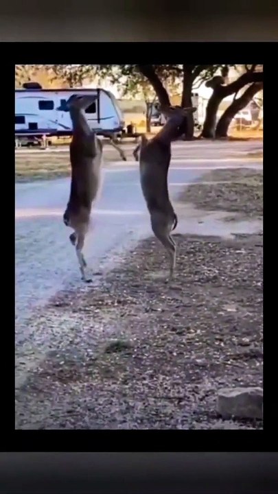 funny video #india #yt #short #trending #turkey #us