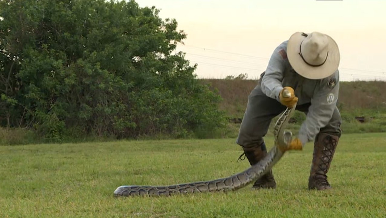 What is the Florida Python Challenge?