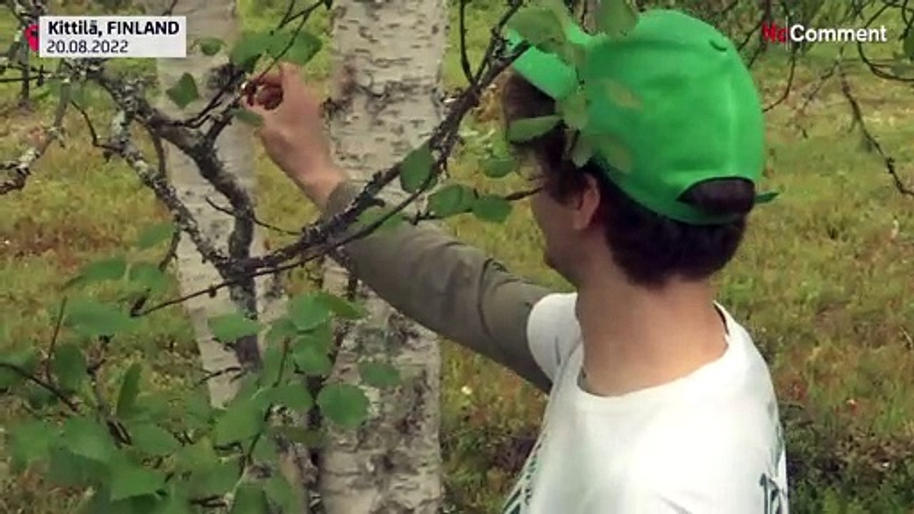 Tree-hugging world championship took place in Arctic Finland
