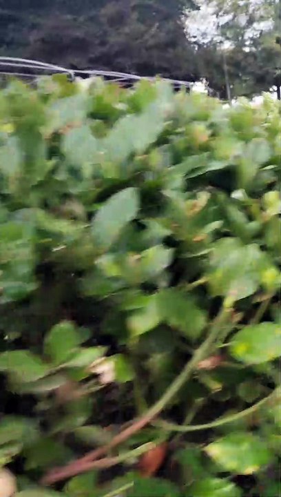 Rap boom BAP canción nap