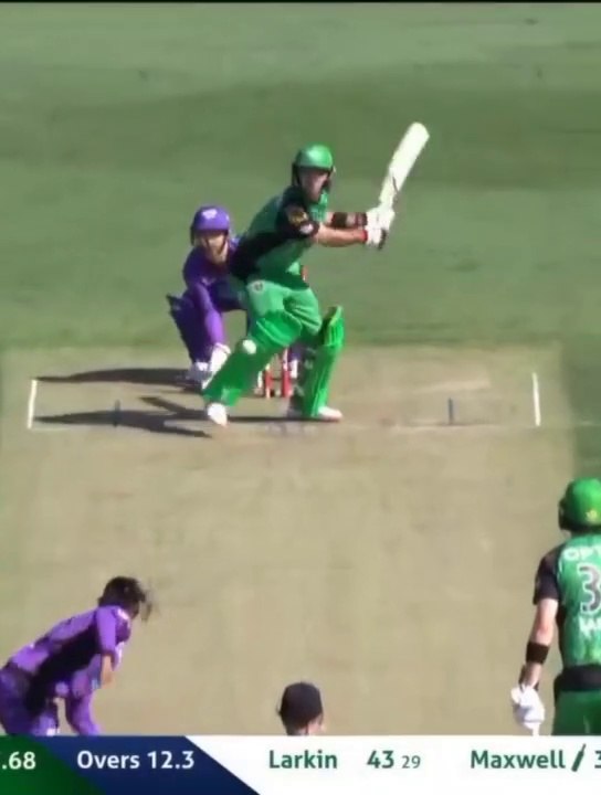 Cricket cricket cricket